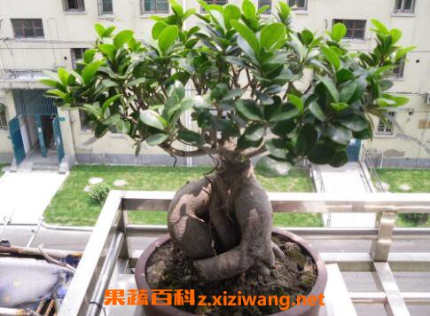 �����辰��ô�� ��ֳ�����辰��ע������