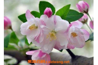 ���Ļ������ ���Ļ�����ֳ������ע������