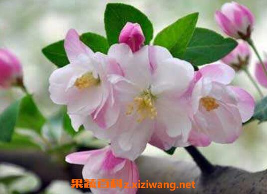���Ļ�����ֳ������ע������ 