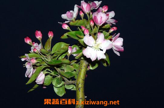 ���Ļ�����ֳ������ע������ 