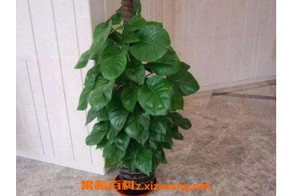 ��Ҷ���ܵ���ֳ������ע������