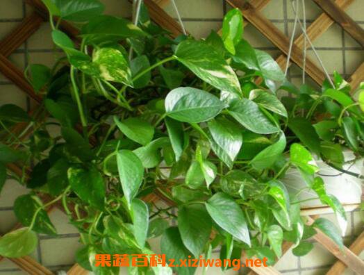 ��Ҷ���ܵ���ֳ������ע������
