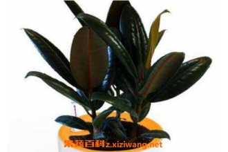 �ڽ����ôժ�ķ�֦ ��ֳ�ڽ�յ�ע������