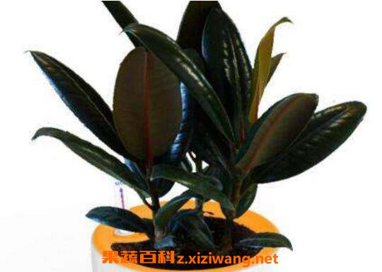 �ڽ����ôժ�ķ�֦ ��ֳ�ڽ�յ�ע������