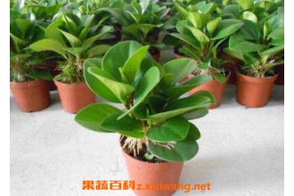 ��Ҷ������ô�� ��Ҷ�������ֳ������ע������