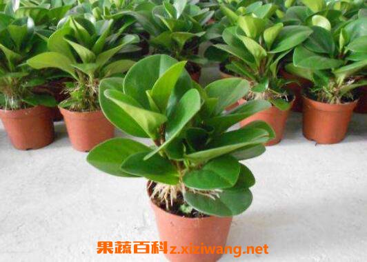 ��Ҷ������ô�� ��Ҷ�������ֳ������ע������