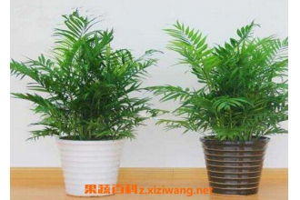 ����Ҭ����ô�� ����Ҭ�ӵ���ֳ������ע������