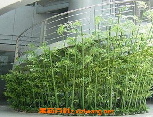 ��������ô�� ���������ֳ������ע������