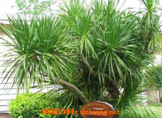 ɢβ����ô�� ɢβ����ô��ˮ
