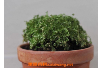 ɺ��ާ��ô�� ɺ��ާ����ֳ�����ͷ�ֳ����