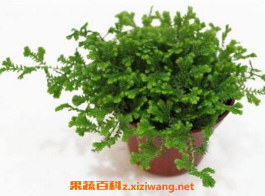 ɺ��ާ��ô�� ɺ��ާ����ֳ�����ͷ�ֳ����
