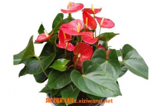 ������ô�� ���Ƶ���ֳ�����ͷ�ֳ����