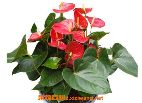 ������ô�� ���Ƶ���ֳ�����ͷ�ֳ����