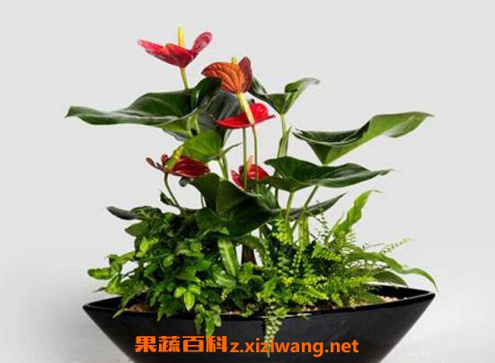 ������ô�� ���Ƶ���ֳ�����ͷ�ֳ����