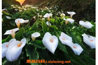 ��������ô�� ����������ֳ������ע������