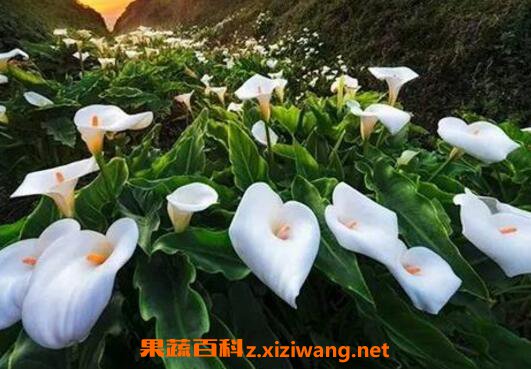 ��������ô�� ����������ֳ������ע������