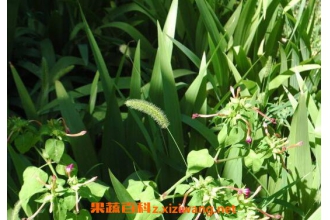 ѩ������ѵ����� ѩ����ô�Ժ�