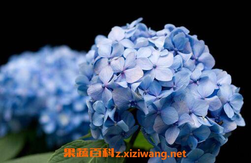 ������ô�� ���򻨵���ֳ������ע������