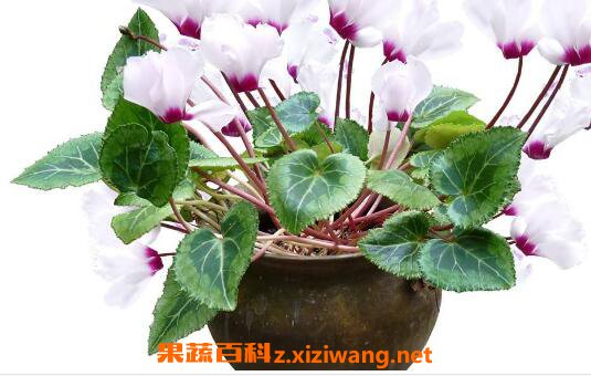 �ɿ�����ô���� �ɿ�������ֳ������ע������