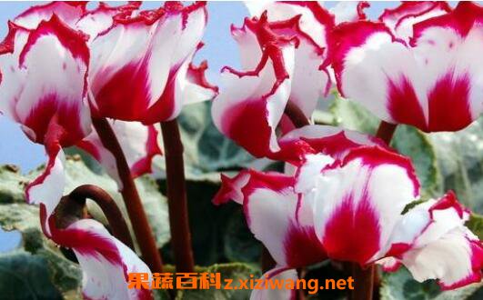 �ɿ�����ô���� �ɿ�������ֳ������ע������