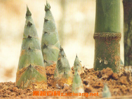 ����Ĺ�Ч������