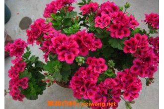 ���ÿ���ô�� ��ֳ���ÿ���ע������