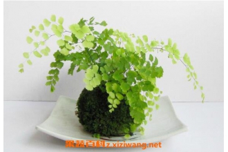 ����ާ��ô�� ����ާ����ֳ������ע������