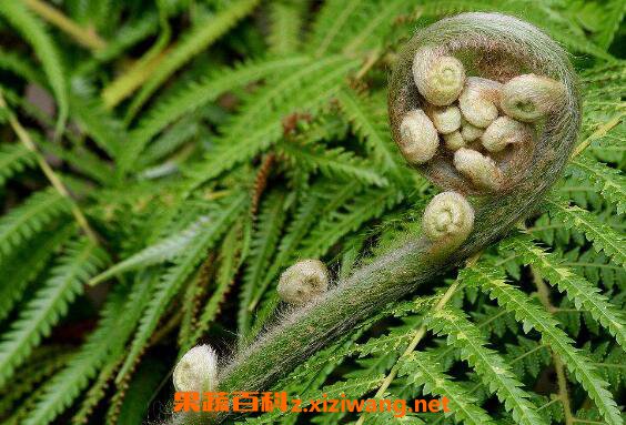 ާ��ֲ����ô�� ާ��ֲ�����ֳ������ע������