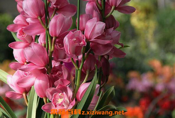 ��ޥ������ֳ���� ��ֳ��ޥ����ע������