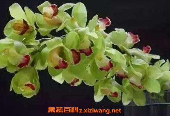 ��ޥ������ֳ���� ��ֳ��ޥ����ע������