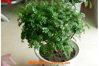 ����ľ��ô�� ����ľ����ֳ������ע������