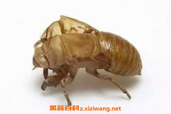 蝉蜕的功效与作用及药用价值