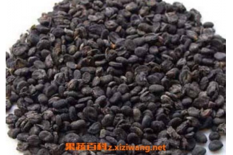 �β���֬�Ĺ�Ч�����ü�ҩ�ü�ֵ