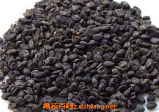 �β���֬�Ĺ�Ч�����ü�ҩ�ü�ֵ