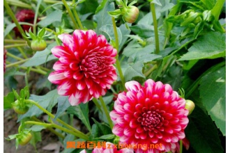 ����������ֳ���� ��������ֳ��ע������