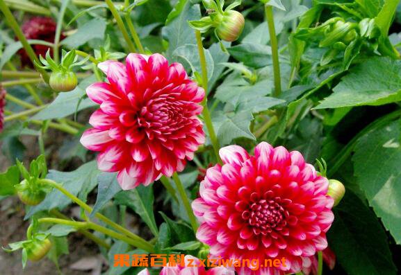 ����������ֳ���� ��������ֳ��ע������