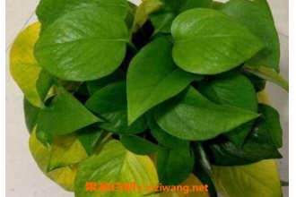 ����Ҷ�ӷ�����ʲôԭ�� ����Ҷ�ӷ�����ô����