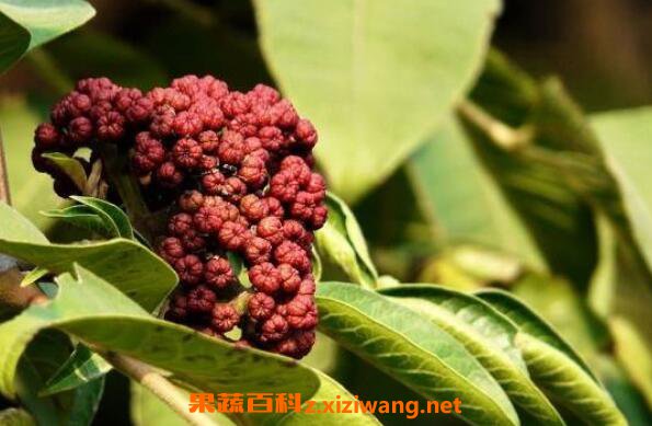 �����ǵĹ�Ч������ �����ǵ�ҩ�ü�ֵ