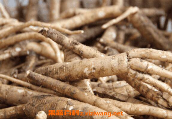 南沙参的功效与作用及禁忌