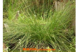 ���ĲݵĹ�Ч������ ���Ĳݵ�ʳ�÷���