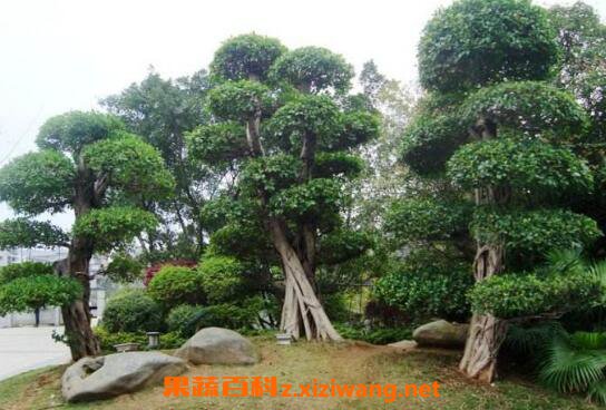  ������֭�Ĺ�Ч�����ü�ҩ�ü�ֵ