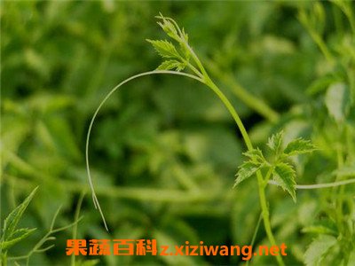 ���ɲ��и������� ���ɲݵĸ���������Щ