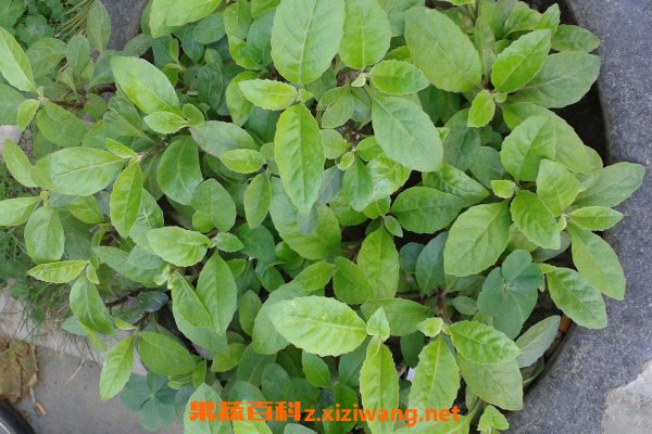 ��ѪƤ�˵����ú͹�Ч