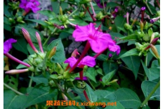 �������ӵĹ�Ч�����ü�ҩ�ü�ֵ