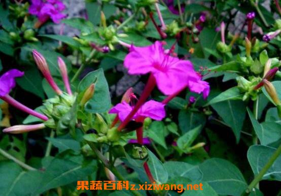 �������ӵĹ�Ч�����ü�ҩ�ü�ֵ
