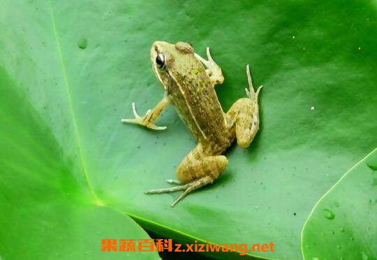 ���ܵ��Ĺ�Ч�����ü�ҩ�ü�ֵ