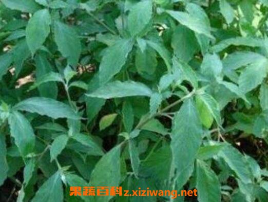 ������Ĺ�Ч������ �������ҩ�ü�ֵ