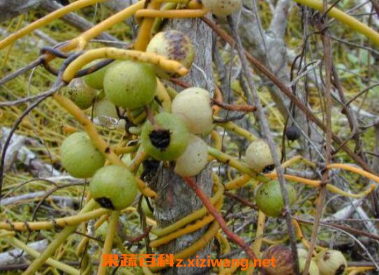 �޸��ٵĹ�Ч������ �޸��ٵ�ҩ�ü�ֵ