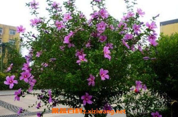 ľ�Ȼ��Ĺ�Ч������ ľ�Ȼ���ô��