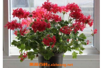 ���ÿ���ô������ ��ֳ���ÿ���ע������